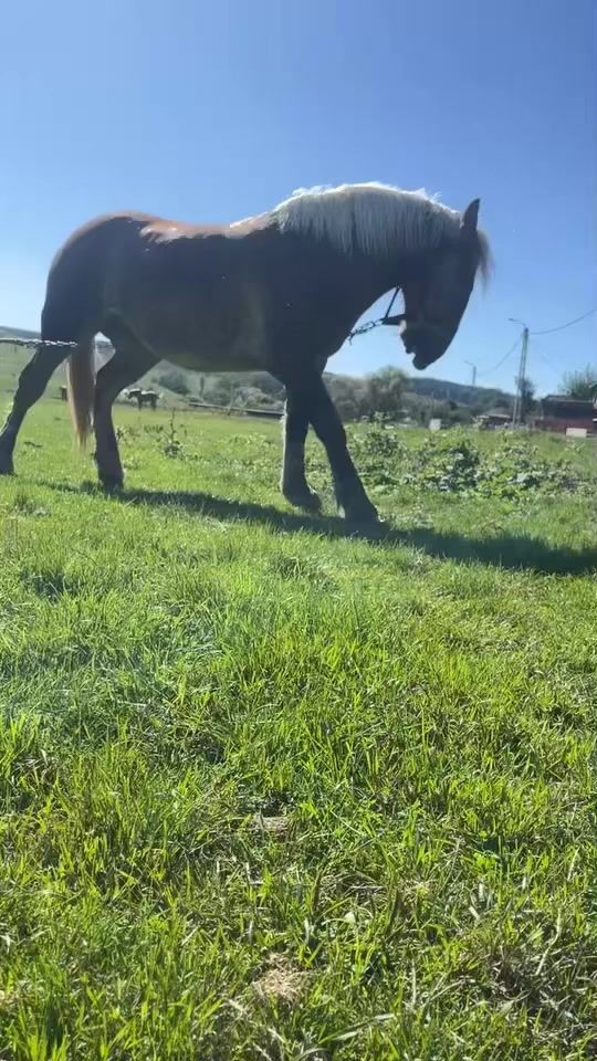 TikTok video thumbnail by razvan_130