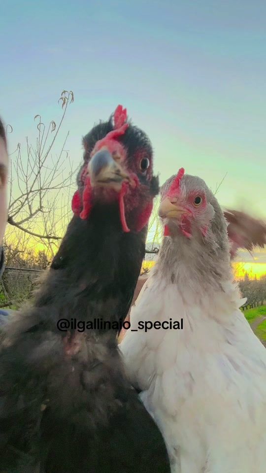 TikTok video thumbnail by ilgallinaio_special