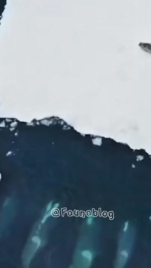 TikTok video thumbnail by faunablog