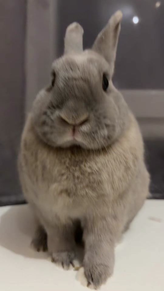 TikTok video thumbnail by pantoufle.lapin