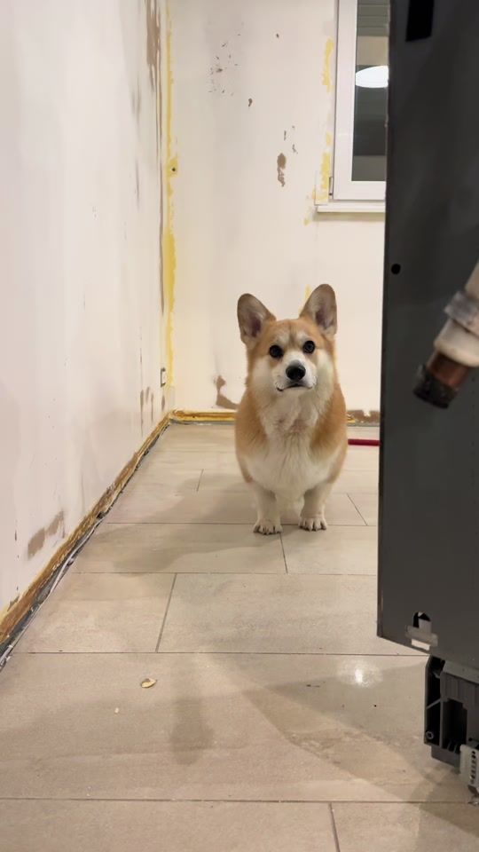 TikTok video thumbnail by dobbyjageidi