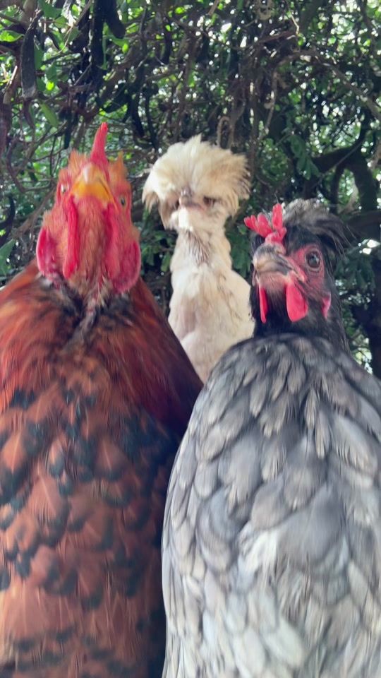 TikTok video thumbnail by ilgallinaio_special