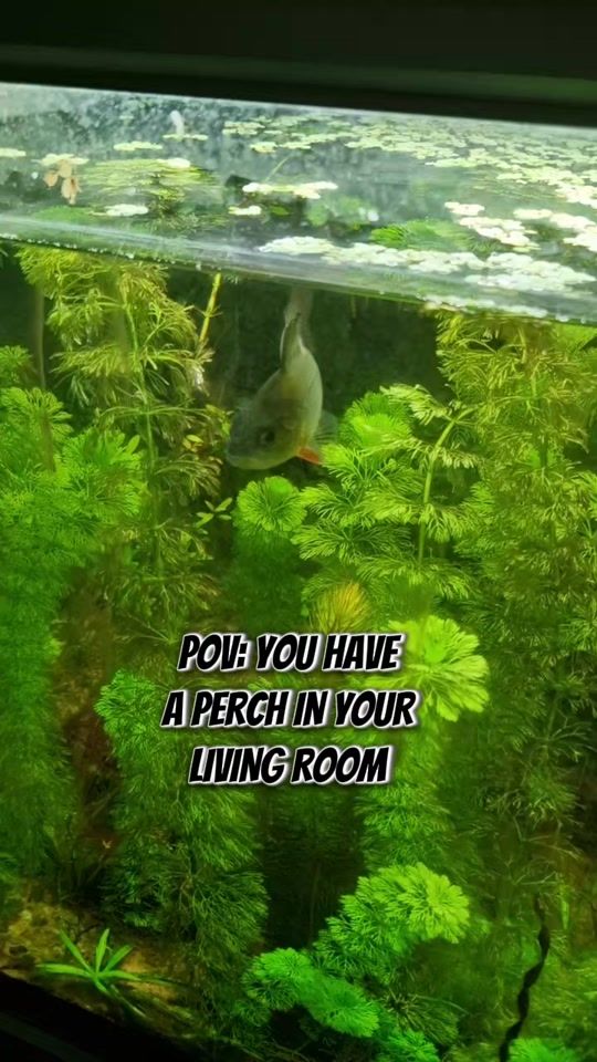 TikTok video thumbnail by bobtheperch