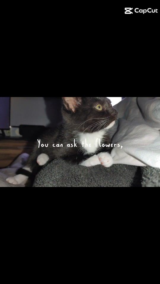 TikTok video thumbnail by cosmowanda87