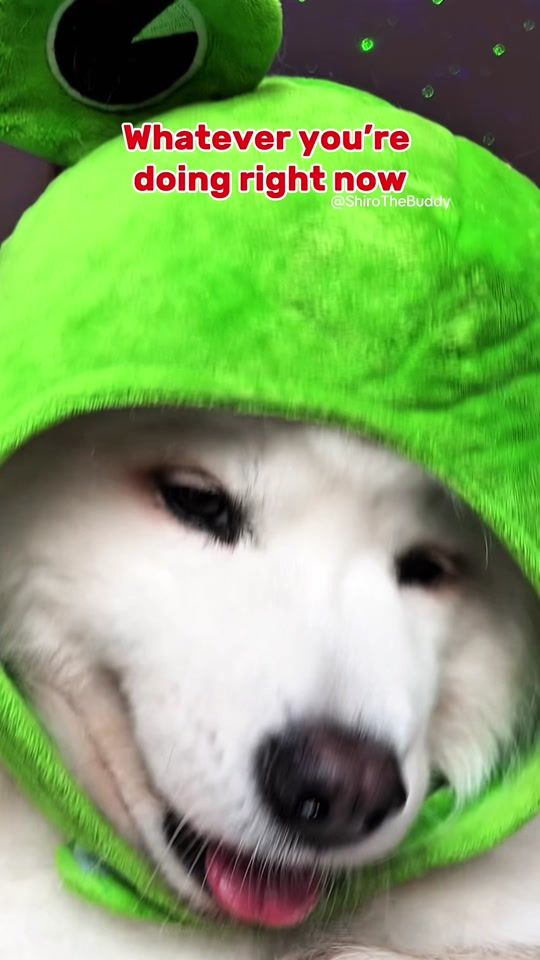 TikTok video thumbnail by shirothebuddy