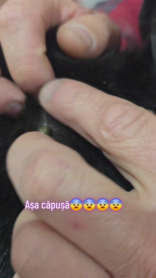 TikTok video thumbnail by rotaruandreea57