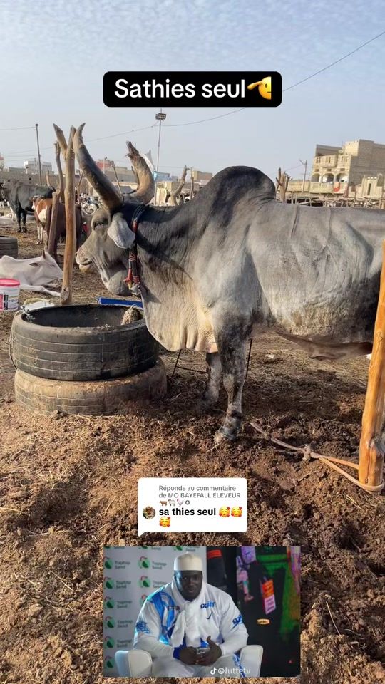 TikTok video thumbnail by weuz.eleveur1