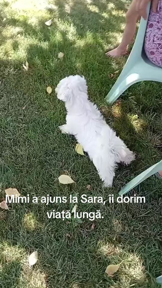 TikTok video thumbnail by coconutudor0