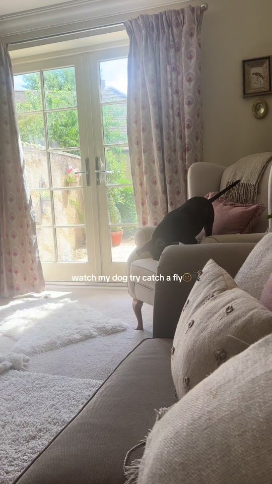 TikTok video thumbnail by maple.the.staffy