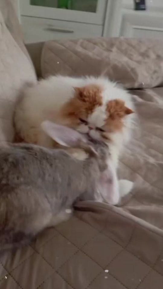 TikTok video thumbnail by isabelraulandre