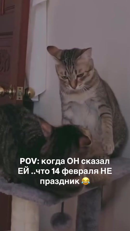 TikTok video thumbnail by gavertotertad1