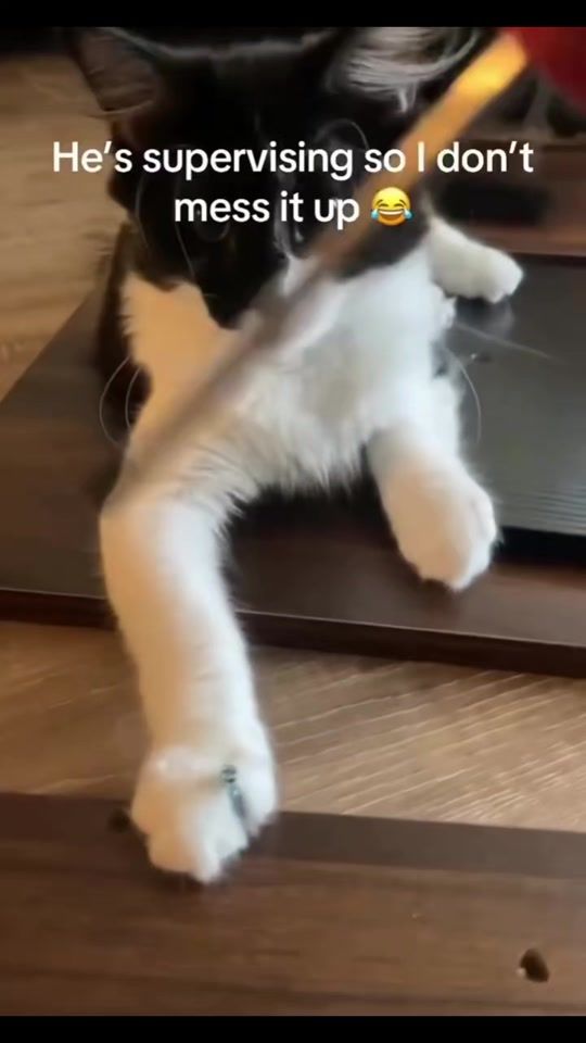 TikTok video thumbnail by funny.fails.laughing