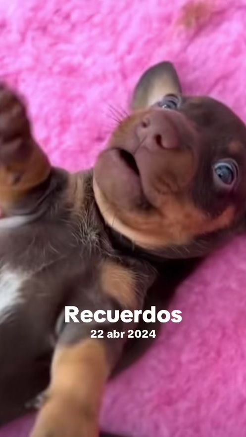 TikTok video thumbnail by prashantidogs