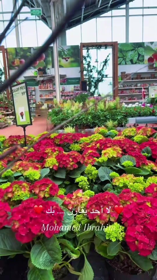 TikTok video thumbnail by moh_news