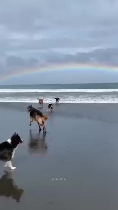 TikTok video thumbnail by animalsandbirdss