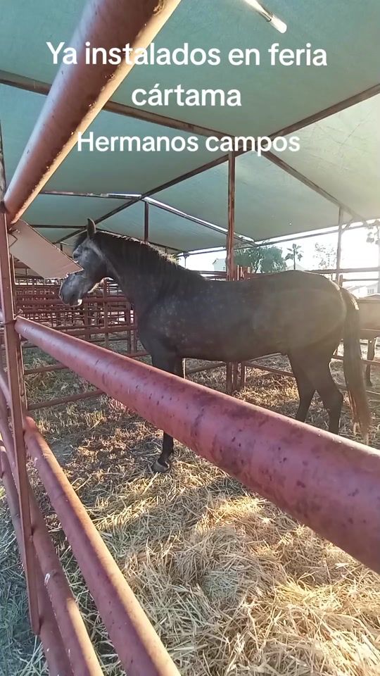 TikTok video thumbnail by antoncampos23