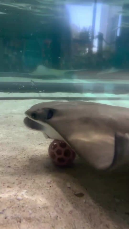 TikTok video thumbnail by fish.of.the.week29