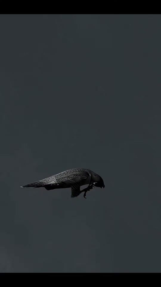 TikTok video thumbnail by wonderfulanimals17
