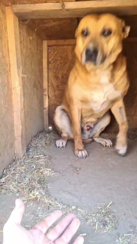 TikTok video thumbnail by animal.dreams6