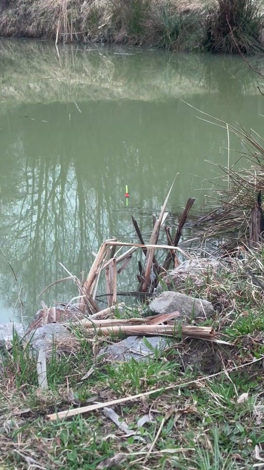 TikTok video thumbnail by theamateurfishing