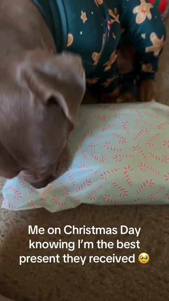 TikTok video thumbnail by roccothepocketbullyx