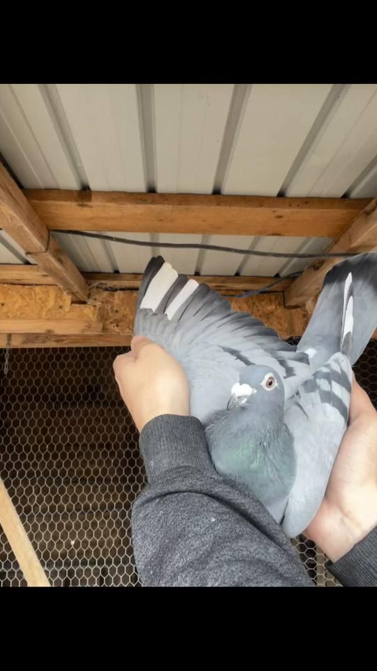 TikTok video thumbnail by claudiu_ghi