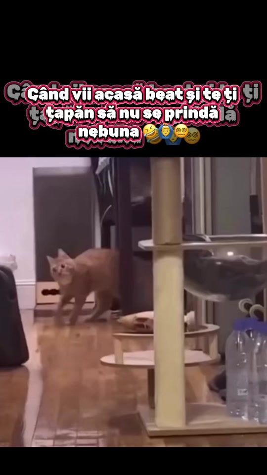 TikTok video thumbnail by alin10_1