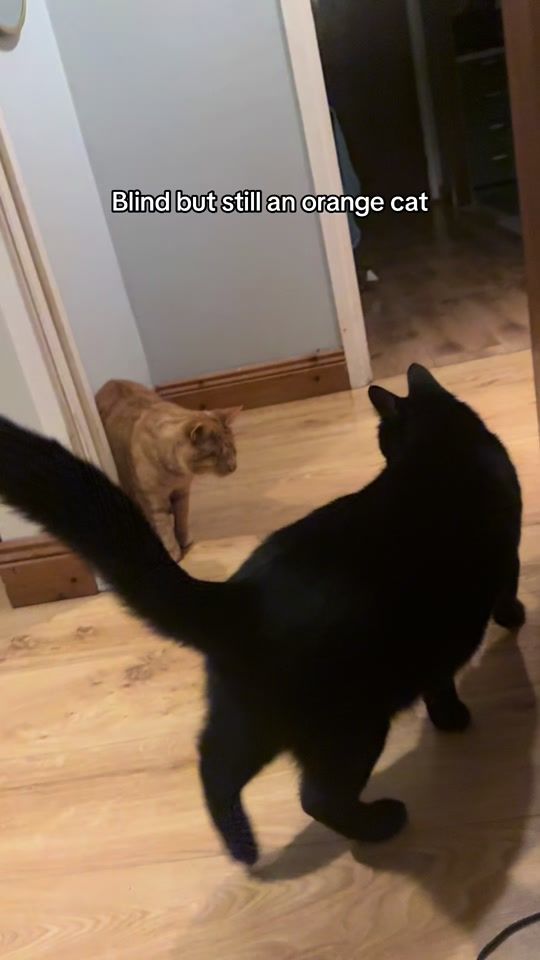 TikTok video thumbnail by magicandweasley