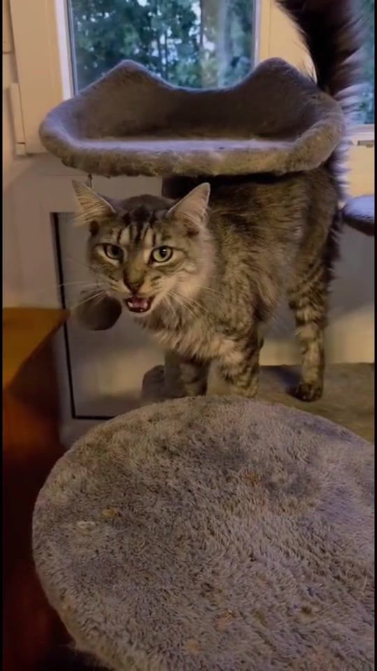 TikTok video thumbnail by pawlago