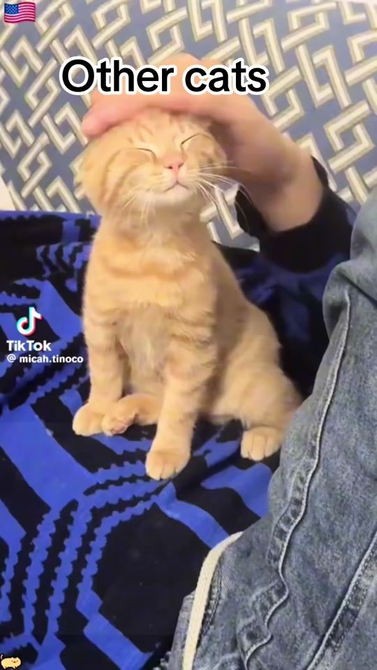TikTok video thumbnail by dajoxhani