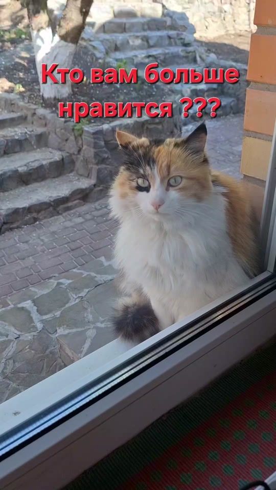 TikTok video thumbnail by zvk2121