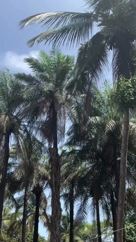 TikTok video thumbnail by mitgambia