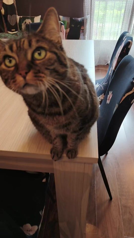 TikTok video thumbnail by __linuccio__