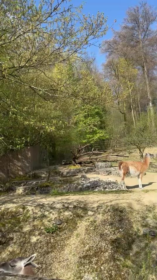 TikTok video thumbnail by monagpf