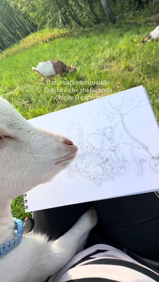 TikTok video thumbnail by adetherescuedog