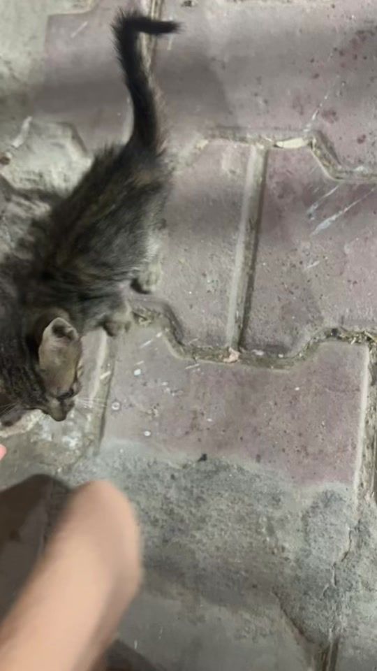 TikTok video thumbnail by nvie28