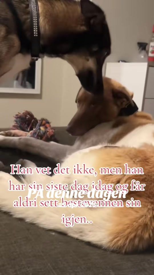 TikTok video thumbnail by nordea_02