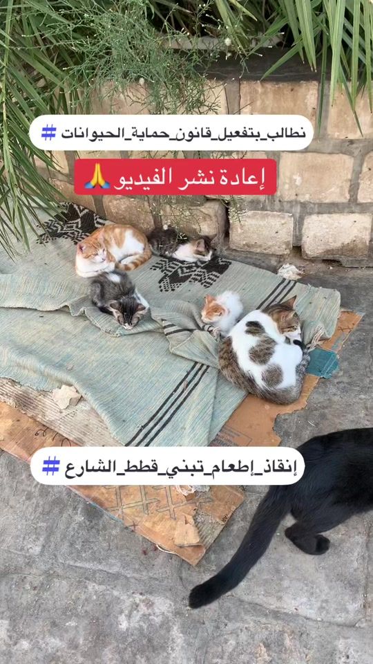 TikTok video thumbnail by animalsgood