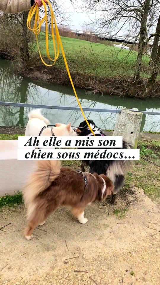 TikTok video thumbnail by dogzilla_educ