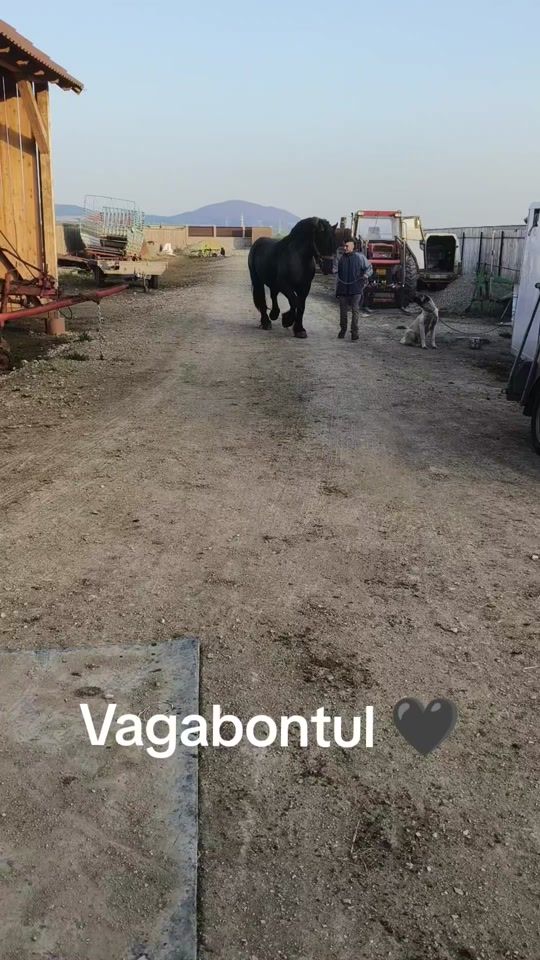 TikTok video thumbnail by fodorszilard2