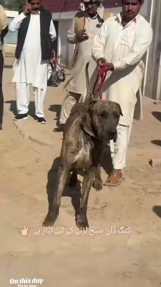 TikTok video thumbnail by bullishokeen1