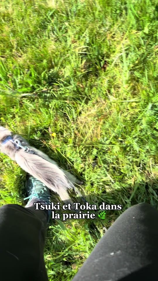 TikTok video thumbnail by _poutpout