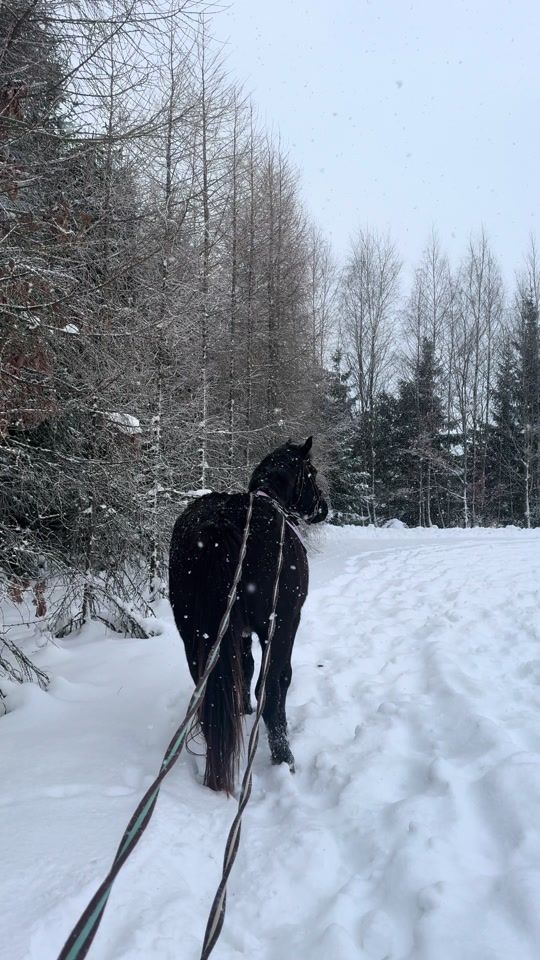 TikTok video thumbnail by mizerkaequine