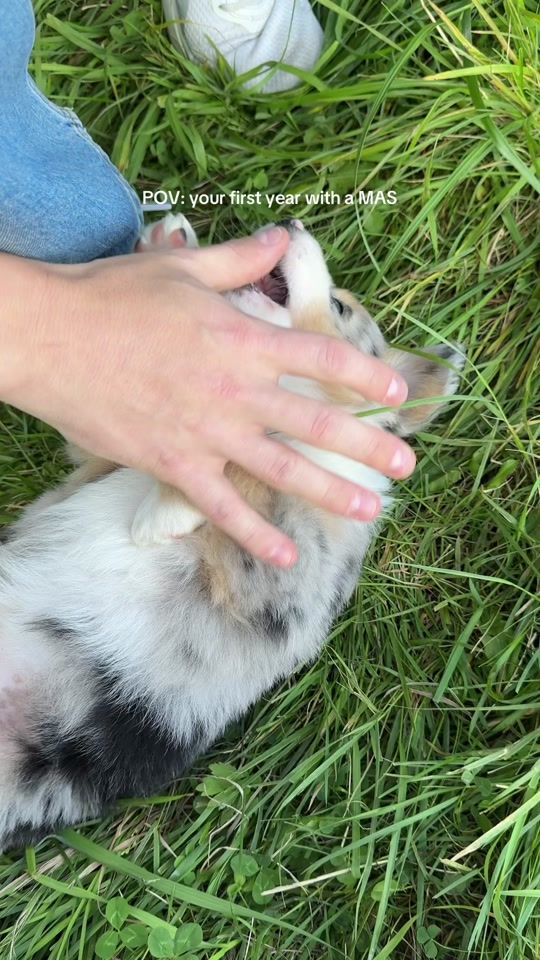 TikTok video thumbnail by kira_theminishepherd