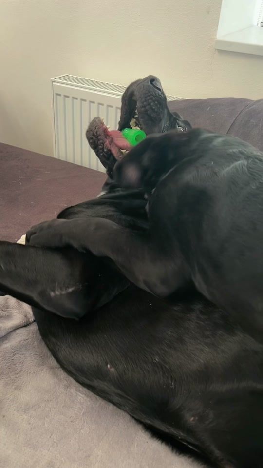 TikTok video thumbnail by canecorsoargo