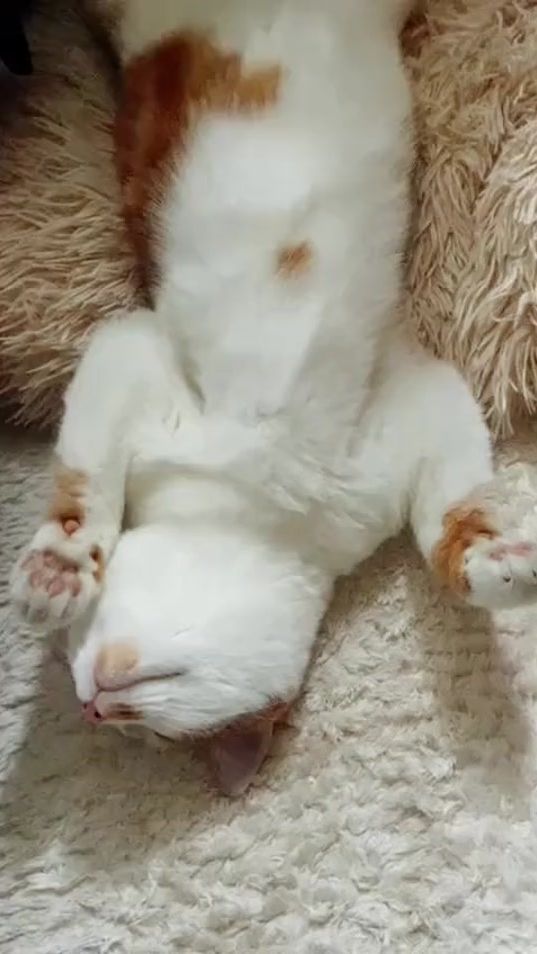 TikTok video thumbnail by mariam.bitro