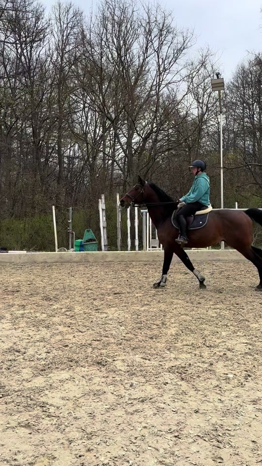 TikTok video thumbnail by adina.showjumping