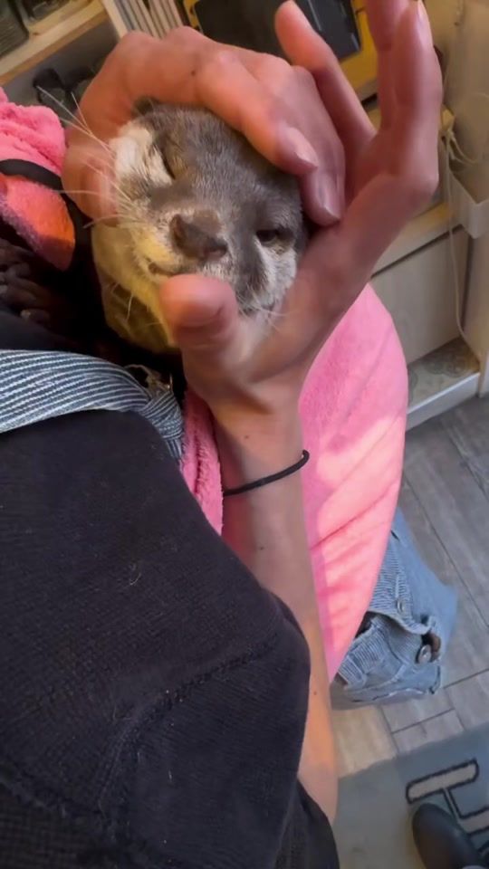TikTok video thumbnail by otterparadise