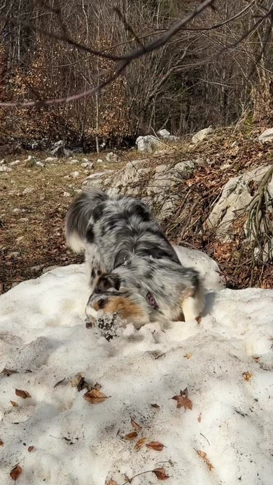 TikTok video thumbnail by murf_the_bluemerle