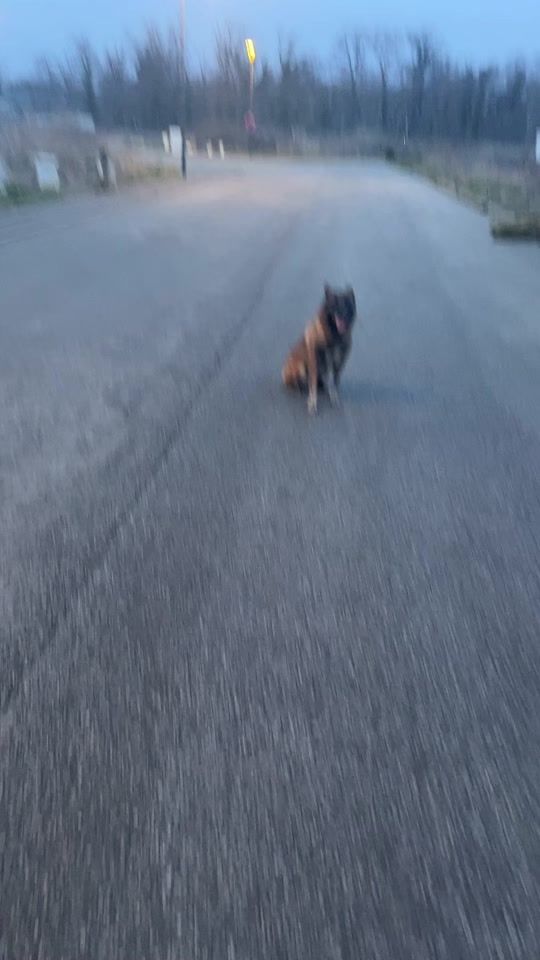 TikTok video thumbnail by korol_malinois